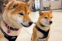 半月ぶりに海外から帰ってきたママ→空港まで『2匹の犬』が迎えに来て…『再会の瞬間』が泣けると11万再生「最高の笑顔」「胸がじーんと…」