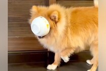 犬が自分のお茶碗を咥えたら、前が見えなくなってしまい…『感覚で部屋に戻る光景』が面白すぎると6万再生「完璧」「笑ってしまったｗｗ」