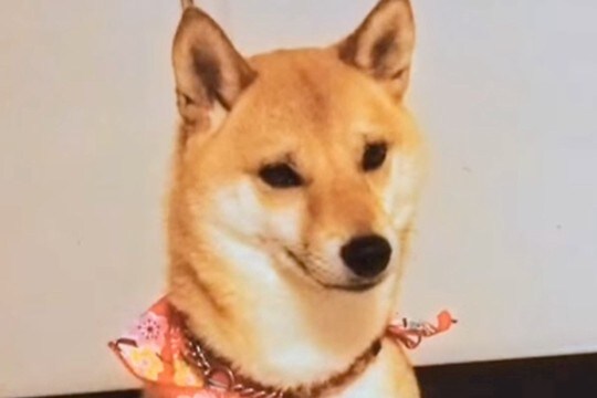 『100円で売れ残っていた犬』との物語に涙 他のワンコをお迎えする予定が…偶然の『巡りあわせ』と『12年後の現在』が話題「泣けてきた」