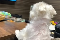 パパがお出かけすると、犬がテレビを見ながら帰りを待って…まるで『人間の子どものような光景』に反響「可愛すぎる」「ツンデレぶりが最高ｗ」