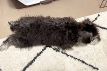 黒い子犬を飼った結果→『完全なブラック＆シルバーの毛色だな』と思っていたら…想像と違った『1年後の光景』が13万再生「2度美味しい」