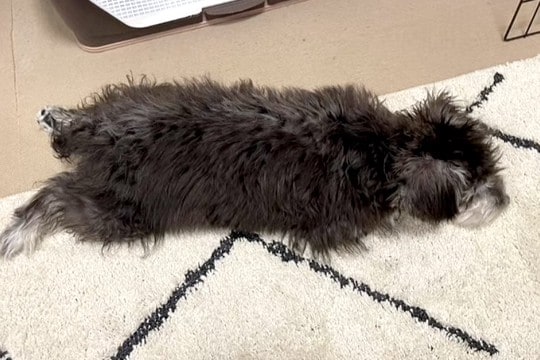 黒い子犬を飼った結果→『完全なブラック＆シルバーの毛色だな』と思っていたら…想像と違った『1年後の光景』が13万再生「2度美味しい」