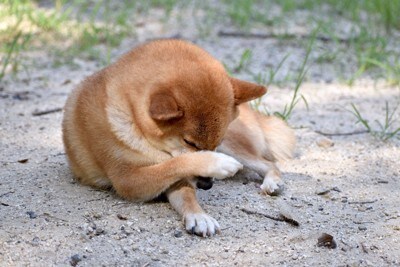 顔がかゆい柴犬