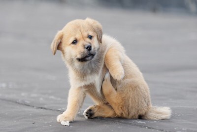ワキ下をかく子犬