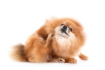犬が『体を痒がる』4つの原因　執拗に皮膚を掻いてしまうときにできることまで