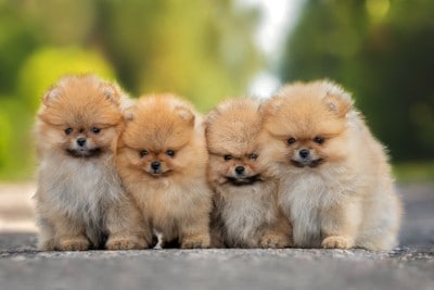 ポメ子犬4匹