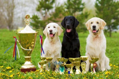 トロフィーと犬3匹