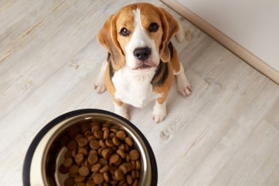 お座りしてご飯を待つ犬