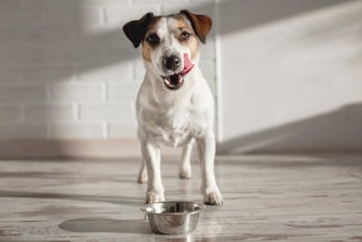 口の周りを舐めている犬