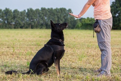 オスワリのトレーニングを受ける犬