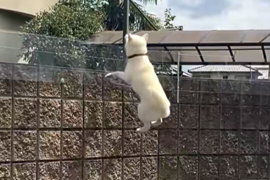 大好きな『親戚のおじさん』の車を見つけた犬→庭の塀から…まさかの『必死なアピール』が132万再生「おじさん視点見たいw」「前世で恋人?」