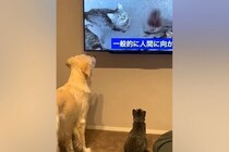 猫をお迎えして3日目→先住犬に慣れてもらうために『猫の映像』を流した結果…まさかのリアクションがSNSで話題「見比べてるｗ」「愛おしい」