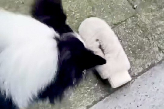 外で落とした手袋を探しに行ってくれた犬→見つけたと思ったら…想定外な『まさかのオチ』に爆笑「厳正な審査の上、違ったみたいw」「賢い」