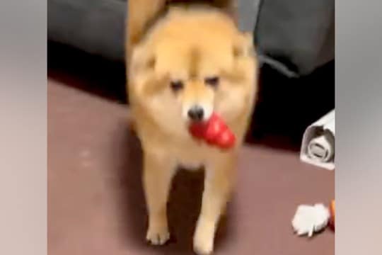 同時に帰宅したパパとママ→犬がお出迎えしてくれた結果…あからさますぎる『態度の違い』に爆笑「華麗なUターンで草」「みんな可愛いww」と反響