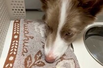 『水を飲んだら口を拭いてね』と教えられた犬→習得したかと思ったら…まさかの『勘違い』が314万再生「最高ｗｗ」「めっちゃ笑った」と絶賛