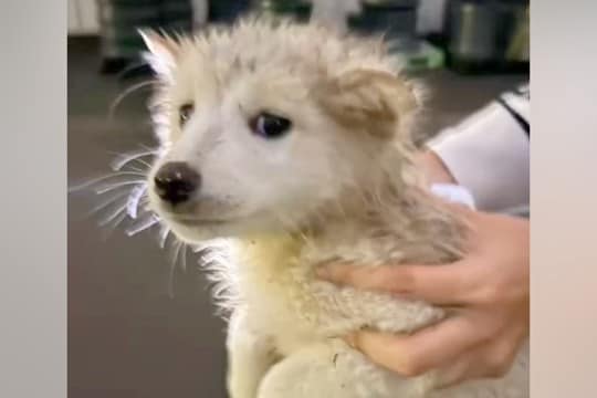 土砂降りのなか泥だらけで発見された子犬→保護された結果…『ずっとのおうち』と巡り会えた光景に感動「幸せそうな顔」「たくさん甘えてね」