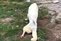 10年以上散歩されず、下半身不随になった老犬　保護して2日後→奇跡的な『まさかの光景』に反響「ただただ感動…」「本当にありがとう」