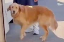 『1歳まで育ててくれた、もう一人のママ』と再会した大型犬→感動的な『お別れの瞬間』が15万再生「号泣した」「愛されてるんだね」と絶賛