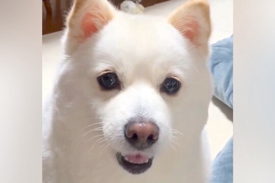 『これが…わたし…?』スマホのインカメラで犬を映した結果→戸惑いを隠せない反応が211万再生「えっ?て言ってるw」「人間だと思ってた?」