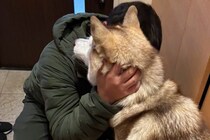 性格が正反対な『シベリアンハスキーの親子』→パパが出かけると…違いが顕著に表れる光景に反響「めっちゃ事務的で草」「面白すぎるｗ」と爆笑