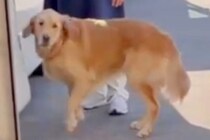 『1歳まで育ててくれた、もう一人のママ』と再会した大型犬→感動的な『お別れの瞬間』が15万再生「号泣した」「愛されてるんだね」と絶賛