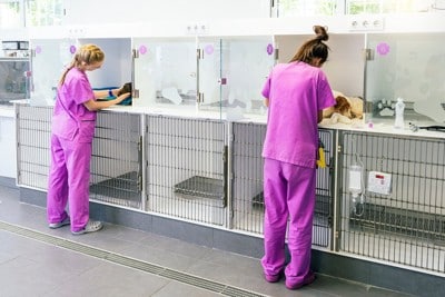 入院中の犬と看護師2人