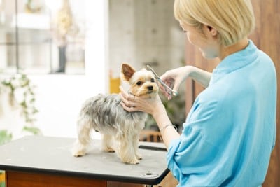 カット中のヨーキー