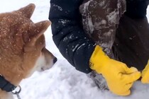 休憩中の『除雪作業員』→犬が雪に埋もれた草を食べようとしていたら…まさかの『神対応』が12万再生「在庫ｗｗ」「サービス精神旺盛」と絶賛