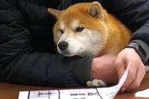 『会長』として働く柴犬→社員と一緒になって…『会議に参加する様子』が可愛すぎると111万再生「営業しに行ってもいいですか？」「憧れる」