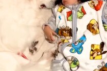 トイレに行っていたら、赤ちゃんと超大型犬がふたりで揃って…最高に幸せな『尊い光景』が86万再生「優しさが溢れてる」「癒された…」と悶絶