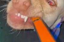 犬が散歩中におしっこをしたので水をかけた結果→なぜか妨害してきて…『まさかの表情』が61万再生「バイオハザードで草」「犬に見えないｗ」