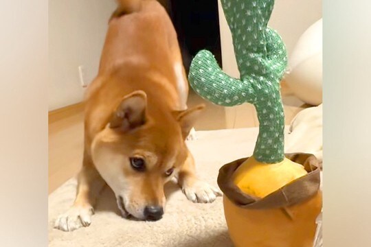 『声真似してくるサボテン』を柴犬に与えてみた結果→まさかの『ブチギレてしまう光景』が可愛いと話題「八つ当たりww」「かわいい」