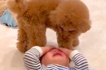 男の子が大号泣していたら、犬が心配をして…あまりにも尊い『見守り』をする光景に感動の声「いい相棒」「前世は兄弟かな」「信頼関係すごい」
