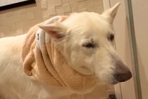 寒くてテンションが下がる大型犬→暖房のある部屋へ行くと…分かりやすすぎる『表情』が11万再生「にっこりにやられた」「ショボーンも可愛い」