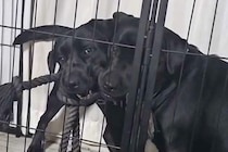 大型犬の親子が喧嘩→ヒートアップしてきたので『一言』伝えた、次の瞬間…まさかのリアクションが75万再生「平和な解決策」「最後笑ったｗ」