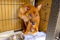 『処分が決定していた犬』を保護→怯えてご飯も食べられず、2ヶ月半後…涙が出る『感動の物語』が25万再生「泣けてくる」「今までの分幸せに」
