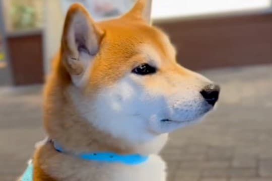 帰ってくるパパを道端で待つ犬→通り過ぎる人が『パパじゃないか』を確認して…ハチ公のような『お迎えの光景』に反響「かわいい横顔」「忠犬や」
