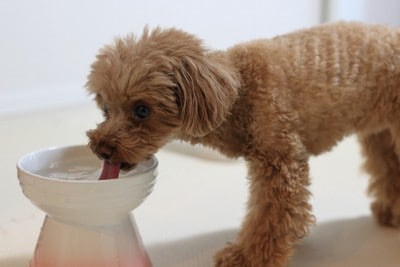 高さのある白い食器