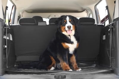 車に乗るバーニーズ