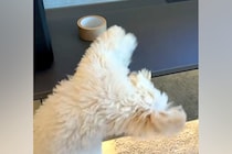 台の上のガムテープを『絶対に取りたい』と奮闘する犬→必死すぎて『衝撃の体勢』になる光景が48万再生「めちゃ頑張ってるｗ」「ダンスかなｗ」