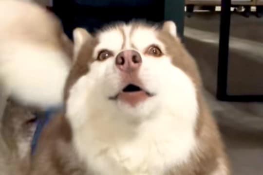 『お留守番さみしい』と大型犬が訴えてきたので、職場まで連れてきた結果…理不尽な光景が27万再生「どうしろと？ｗ」「わがままで可愛い」