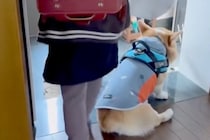 小学生の娘が学校に行くことを察した犬→ランドセルを背負うと…想像以上の『絶望っぷり』が39万再生「後ろ姿が愛らしい」「寂しいね」と反響