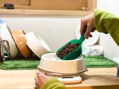 ドッグフードを食器に入れる