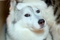 子猫の面倒を見るシベリアンハスキー→完全に距離感がバグっている光景が53万再生「愛が強すぎるｗ」「犬が何コレって顔してて草」と爆笑の声