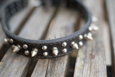 金属のついた首輪