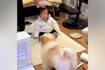 赤ちゃんに触ろうとすると、犬がすぐさま駆けつけて…『過保護すぎる光景』が尊いと54万再生「可愛すぎる護衛」「機敏なSPｗｗ」「頼もしい」