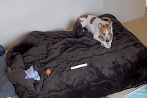 お留守番中の犬と猫の様子をカメラで確認→『猫が見当たらない』と思ったら…想定外すぎる光景に4万2000いいね「可愛すぎｗ」「すっぽり」