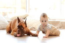 犬が『伏せたまま歩く』心理4つ　放っておいて大丈夫？不思議な行動の意味とは