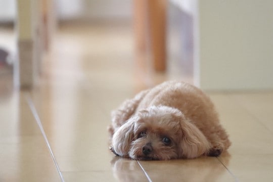 犬が『突然立てなくなる』原因5つ 危険な症状や今すぐに病院へ行くべき状況まで