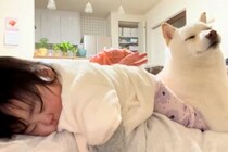 お腹の上で赤ちゃんを寝かしつける母親→犬も一緒に乗ってきて…幸せ過ぎる『家族愛を感じる光景』が話題「AIかと」「一緒に寝たかったのかな」